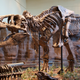 Tyrannosaurus rex fossil at the Carnegie Museum of Natural History, Pittsburgh
